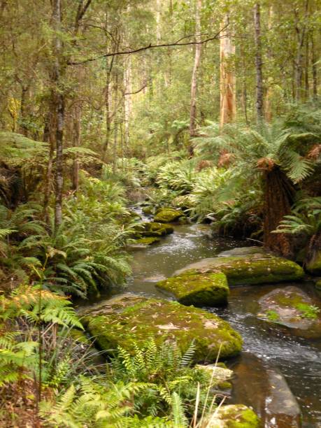 istock Ferny creek, Lorne, Victoria 682481638