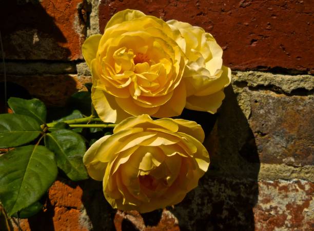 istock Yellow Rose in flower 682483106
