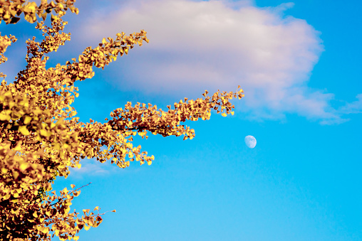 Autumn leaves and the moon.