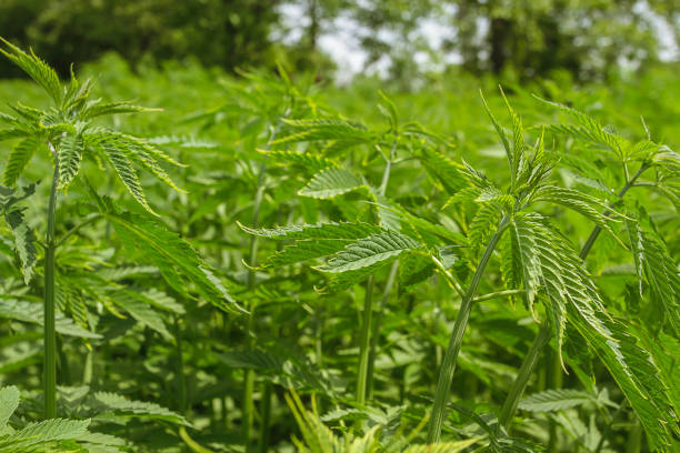 istock Outdoor cannabis plantation in Turkey 682496056