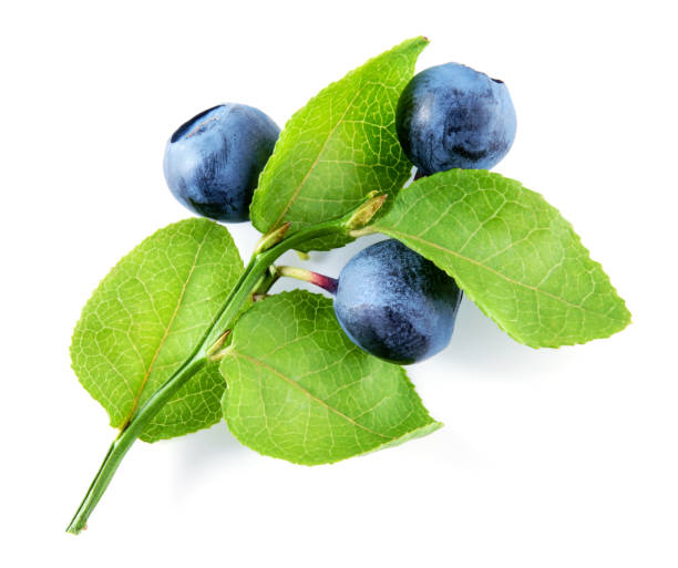 istock Blueberry isolated on white background. Plant with leaves and berries. 682500706