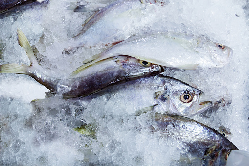 The flesh mackerel heap with ice in fish market, closeup shot.