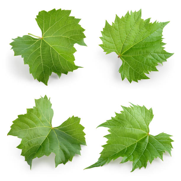 istock Grape leaves isolated on white. Collection. Full depth of field. 682509318