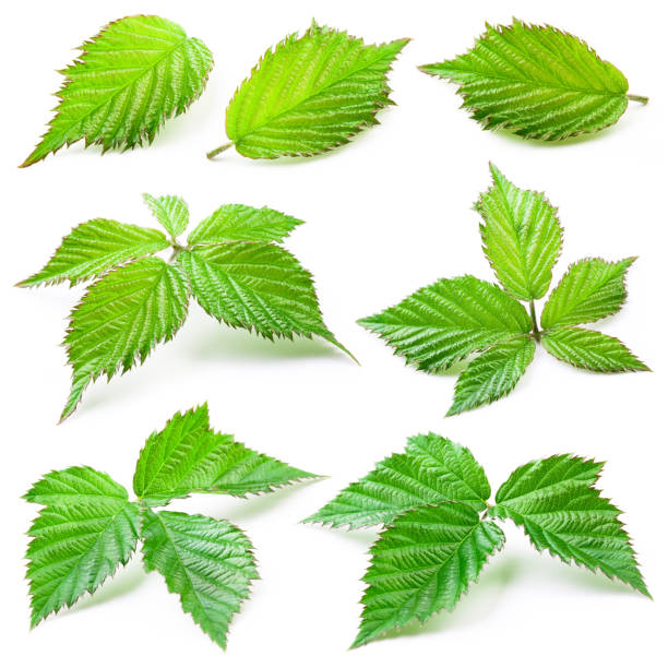 istock Blackberry leaves isolated on white background 682509742