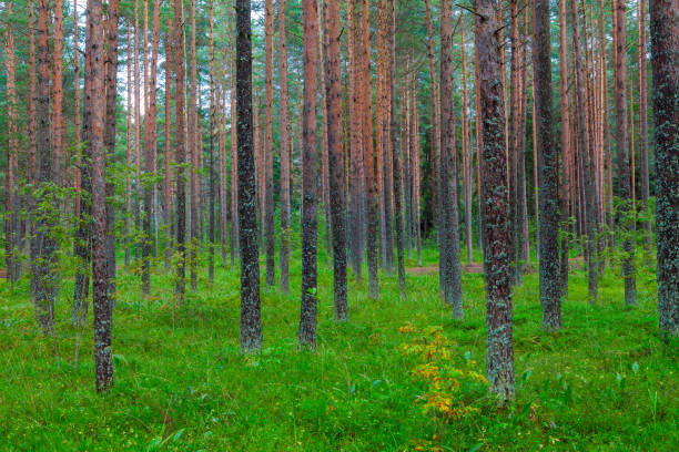 istock Landscape with a green grass cover through a pine forest 682512742