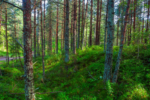 istock Landscape with a green grass cover through a pine forest 682512894
