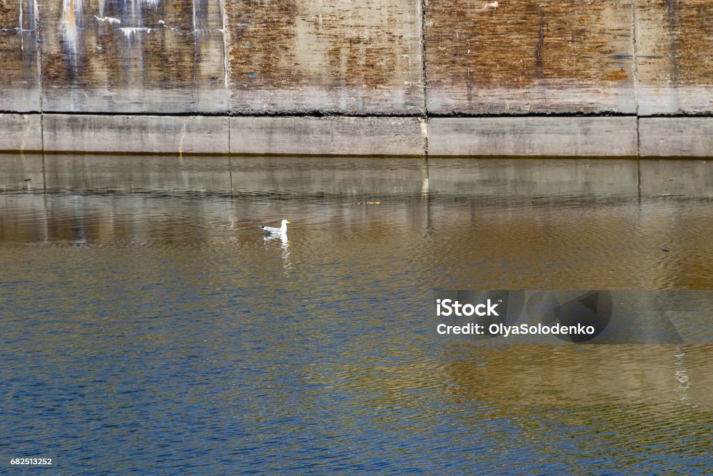 Seagull on the water Animal Stock Photo