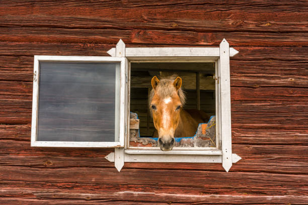 Horse sticks his head through a window and looks into the camera outdoors. Old window frame on red worn wooden barn wall. Curious horse looking at people passing by outside, summer shot.
