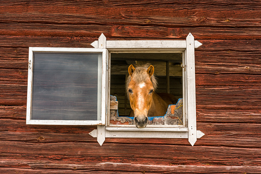 Horse sticks his head through a window and looks into the camera outdoors. Old window frame on red worn wooden barn wall. Curious horse looking at people passing by outside, summer shot.