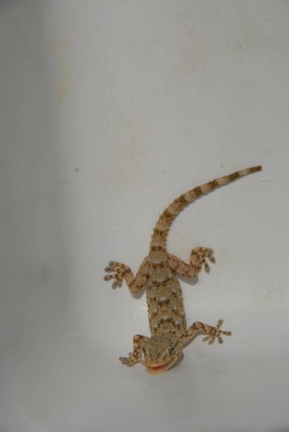 istock Gecko - Gekko in Spain 682520822