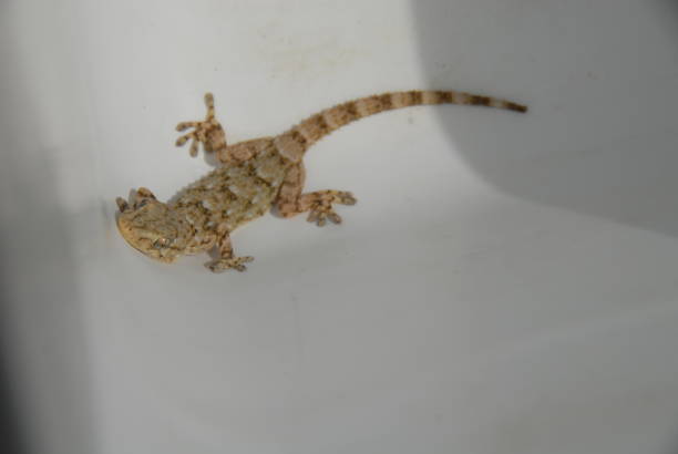 istock Gecko - Gekko in Spain 682520878
