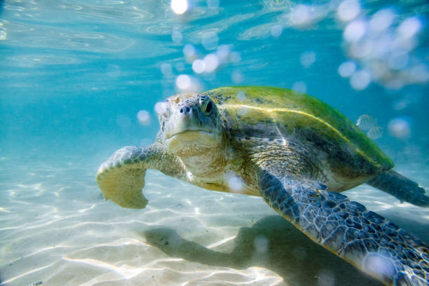 녹색 바다 거북 - sea turtle coral turtle green sea turtle 뉴스 사진 이미지