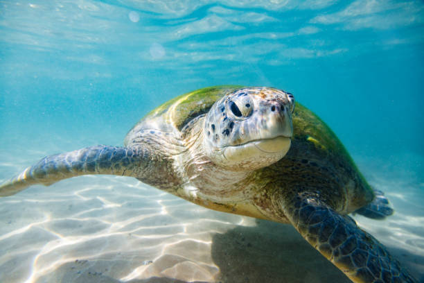 istock The green sea turtle 682527676