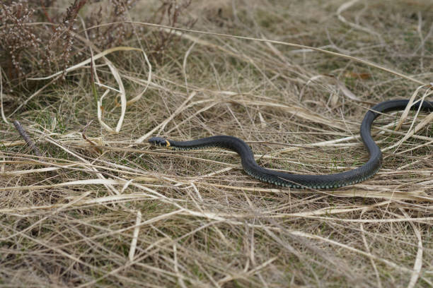 istock harmless snakes in the woods, closeup forest snake 682528826