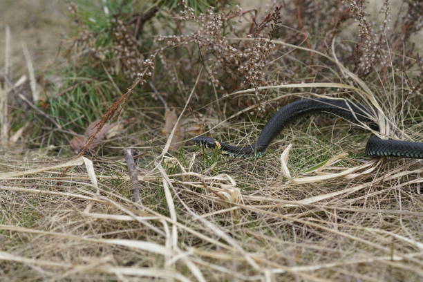 istock harmless snakes in the woods, closeup forest snake 682529028