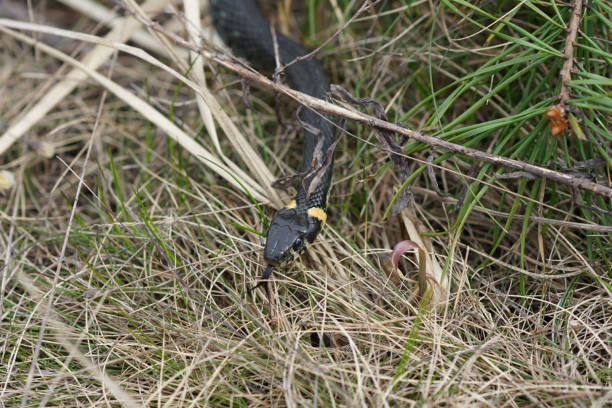 istock harmless snakes in the woods, closeup forest snake 682529202