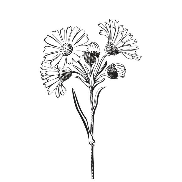 ilustraciones, imágenes clip art, dibujos animados e iconos de stock de ramo de dibujado a mano de flores de margarita aisladas sobre fondo blanco - chamomile entertainment nature leaf
