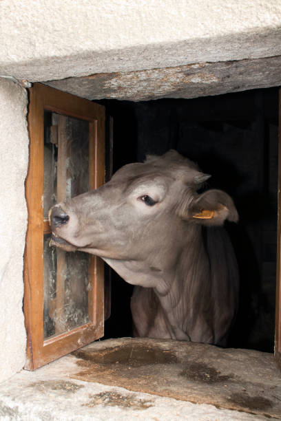 istock Cow opening the window from indoors. Galicia, Spain. 682529540