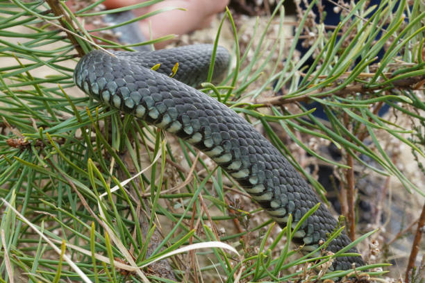 istock harmless snakes in the woods, closeup forest snake 682532008