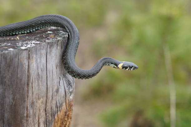 istock harmless snakes in the woods, closeup forest snake 682532208