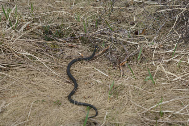 istock harmless snakes in the woods, closeup forest snake 682532298
