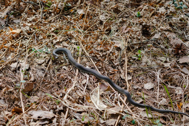 istock harmless snakes in the woods, closeup forest snake 682532416