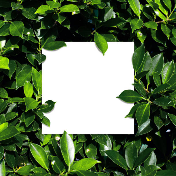 istock tropical and leaves with paper card note. 682535776