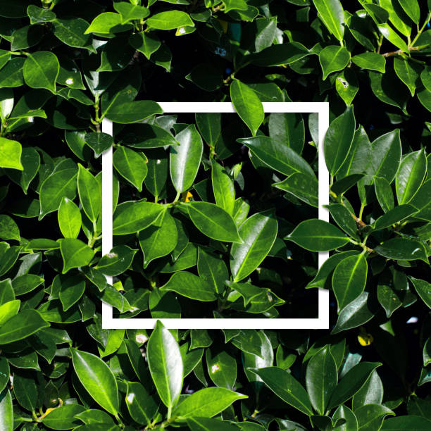 istock tropical and leaves with paper card note. 682535932