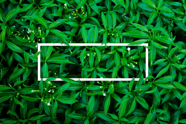 istock tropical and leaves with paper card note. 682536424