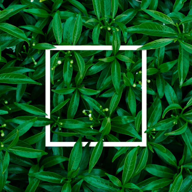 istock tropical and leaves with paper card note. 682536488