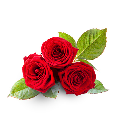Rose flower bouquet isolated on white background