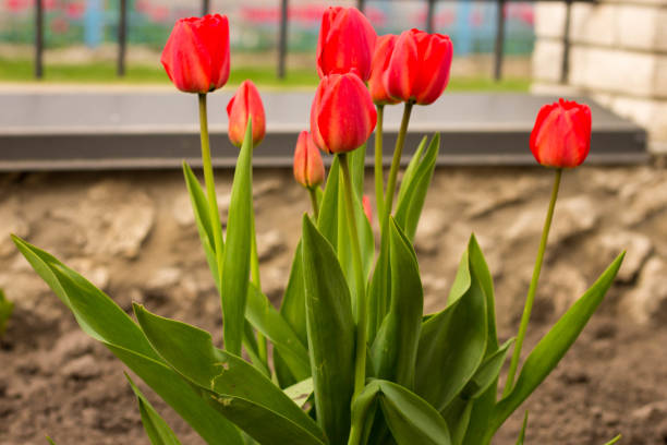 istock Red tulips bloom beautifully on earth 682545122