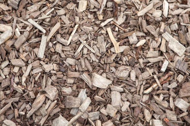 istock Texture of the ground bark 682547826