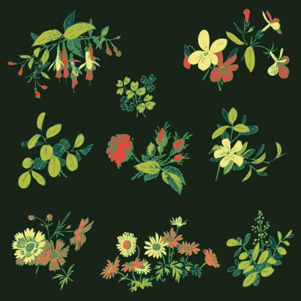 Vector illustration of Meadow flower and leaf set vector isolated on black, floral dood