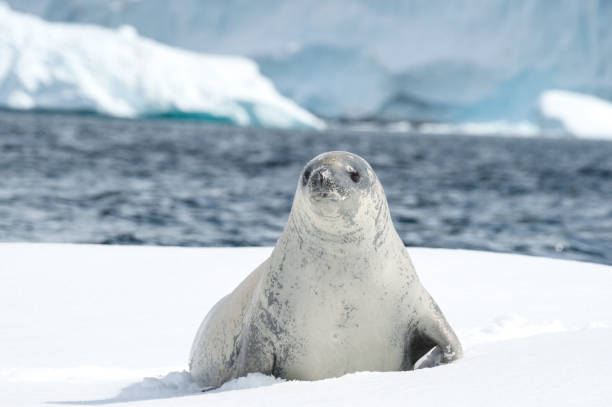 istock Crabeater seal on the ice. 682552094