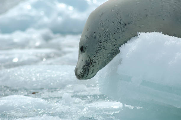 istock Crabeater seals on the ice. 682552346