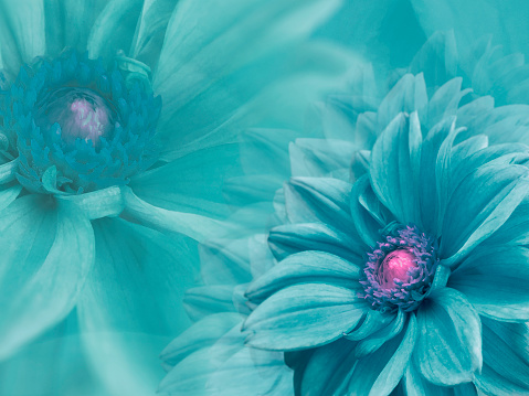 dahlia turquoise flowers,  on turquoise blurred background .  Closeup.  Bright floral composition card for the holiday. Nature.