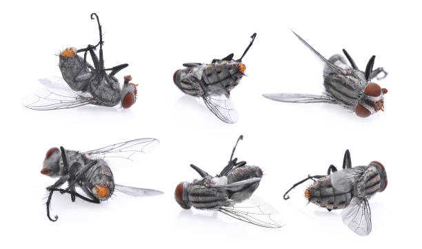 istock set of dead flies isolated on white background 682561242
