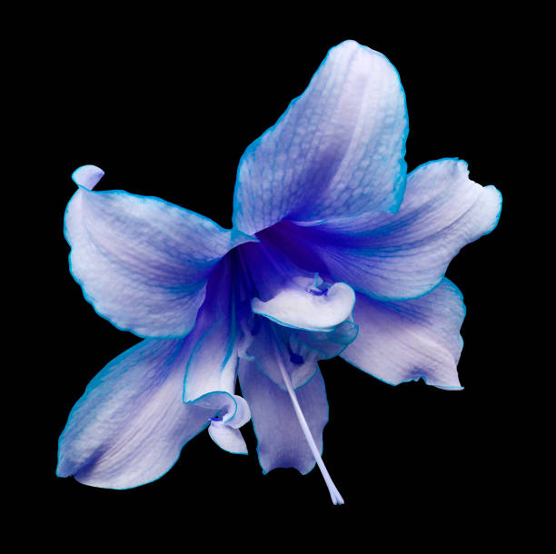 istock Blue flower on the black isolated background with clipping path.   Closeup.  no shadows.  For design.  Nature.