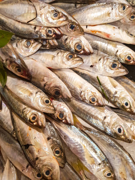 istock Mackerels fish on the market 682564886
