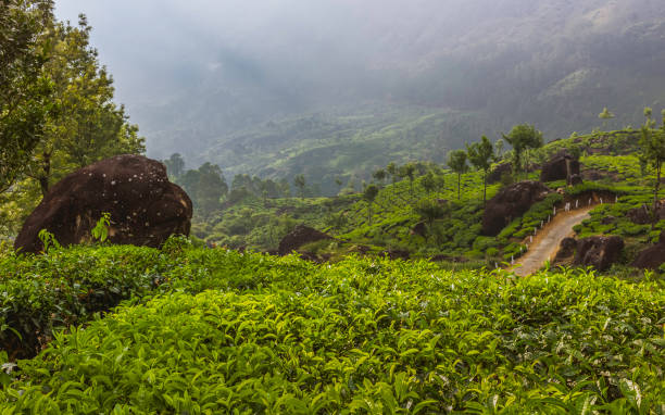 istock Lifting mist over tea plantation at dawn, Munnar, Kerala, India. 682567076