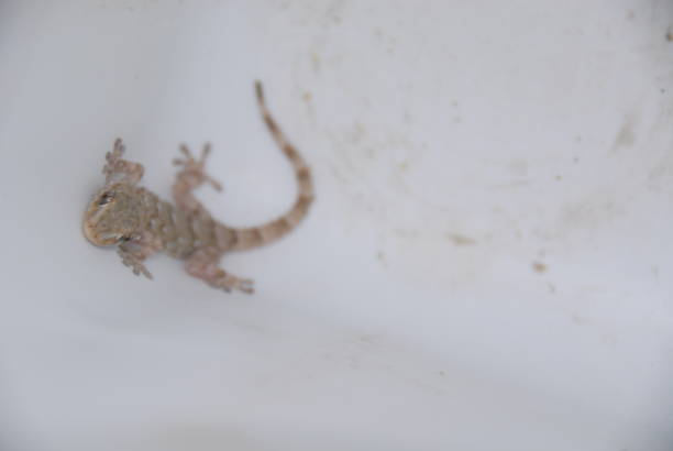 istock Gecko - Gekko in Spain 682570916