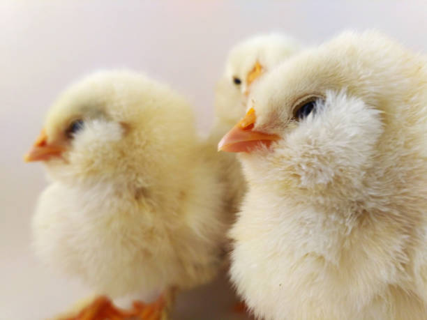 istock French breed chick trio called Salmon Faverolles 682572052