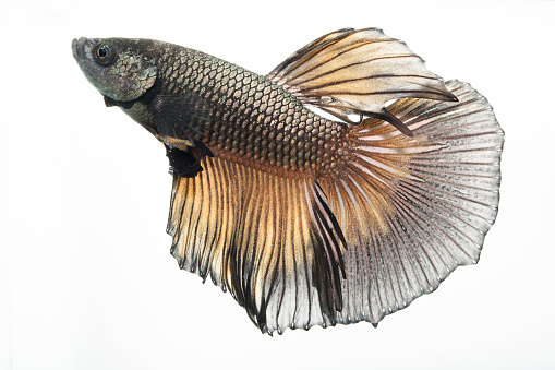 Siamese fighting fish or Betta fish isolated