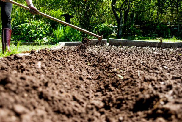 istock Preparing Raised Garden Beds with Rake in Vegetable Garden 682581926