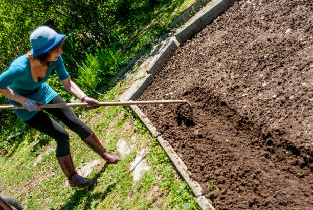 istock Preparing Raised Garden Beds with Rake in Vegetable Garden 682581936