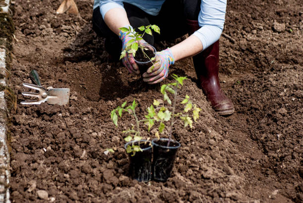 istock Planting Tomato In The Formal Garden 682582144
