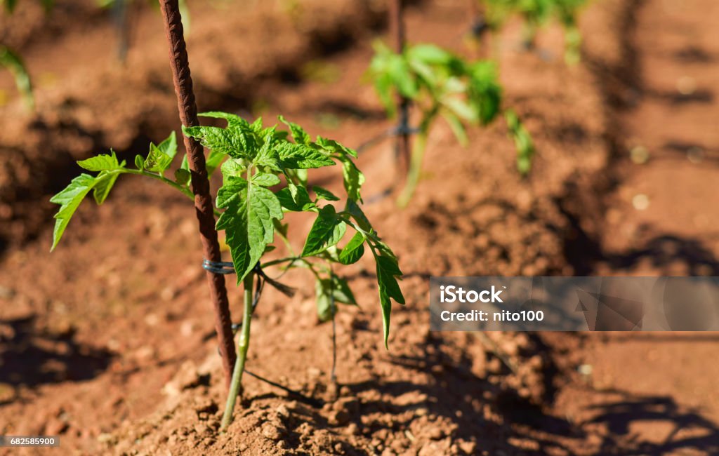 tomato plants in an organic orchard closeup of some tomato plants in an organic orchard Tomato Plant Stock Photo