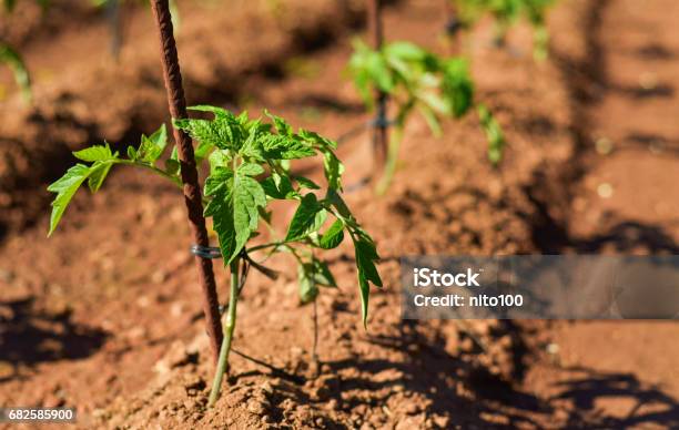 Tomato Plants In An Organic Orchard Stock Photo - Download Image Now - Tomato Plant, Spain, Agricultural Activity