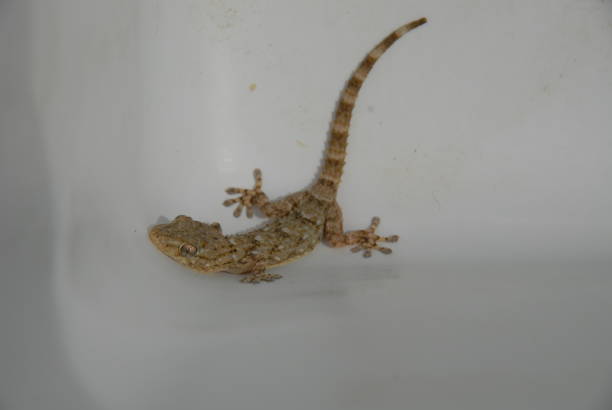 istock Gecko - Gekko in Spain 682590106